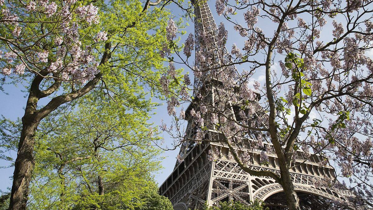 The Eiffel Tower in Paris framed by spring blossom